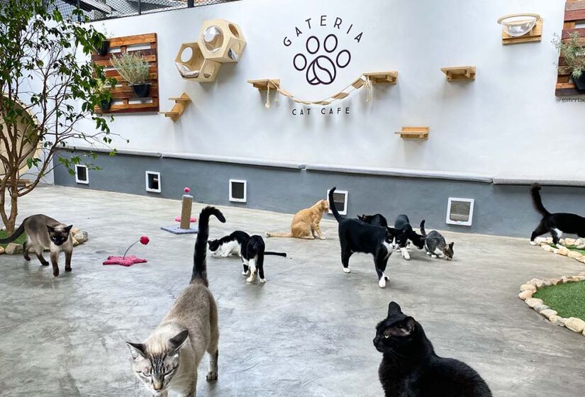 Gateria Cat Café - Foto: Divulgação