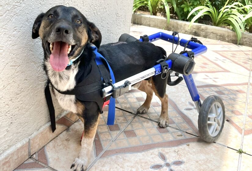 Divulgação/Projeto Cãodeirante