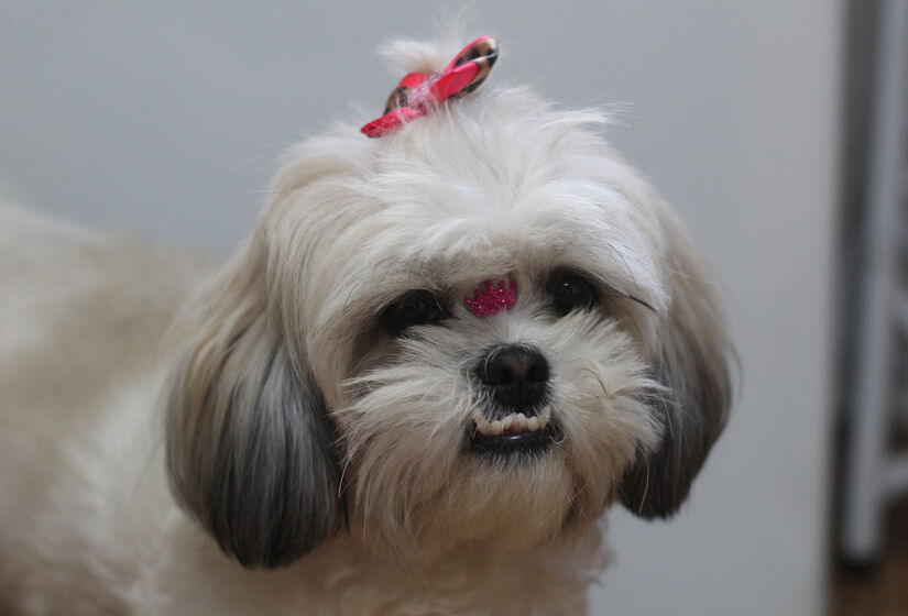 Na segunda colocação aparecem os cães da raça shih-tzu, com 14,57% das citações - Foto: Cesar Abud por Pixabay