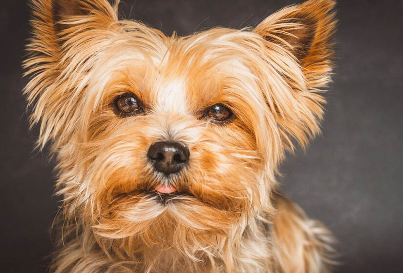 O Yorkshire terrier foi o quarto cão mais citado no levantamento, com 5,87% - Foto: Petra por Pixabay