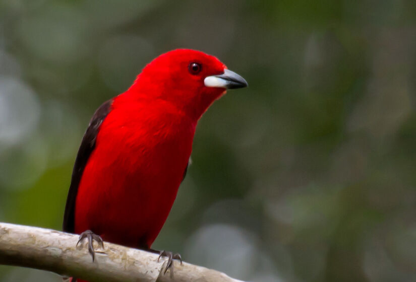 Considerada uma das aves mais bonitas no mundo, o Tiê-Sangue é uma ave exclusiva da Mata Atlântica. Foto: Dario Sanches