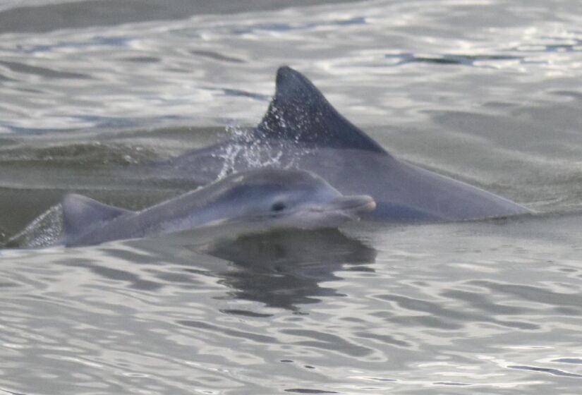 Um dos grandes espetáculos do local é a presença dos botos-cinza, que frequentemente nadam próximos à costa, proporcionando uma experiência única aos visitantes. Foto: Prefeitura de Cananéia