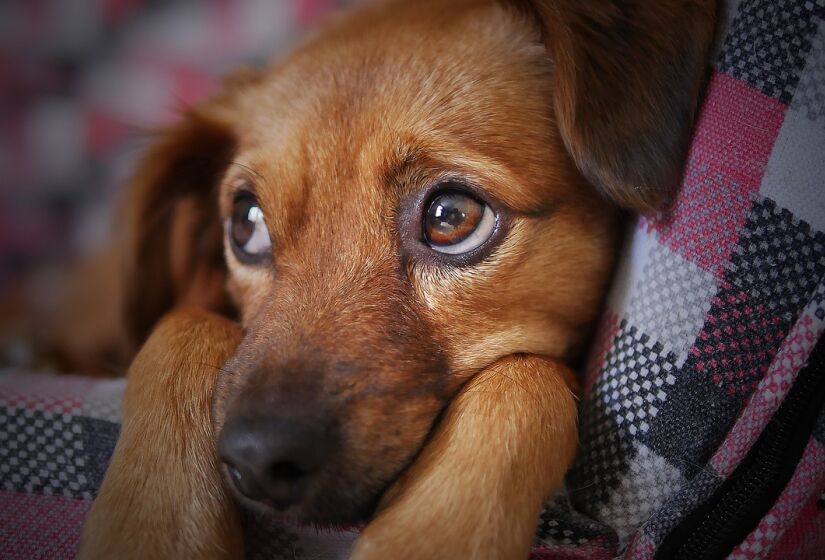 Não apenas os animais de estimação, mas também os chamados "animais comunitários", que são aqueles que vivem nas áreas comuns dos condomínios, muitas vezes sem um tutor voluntário específico, também estão protegidos pela legislação - (Foto: moshehar/Pixabay)