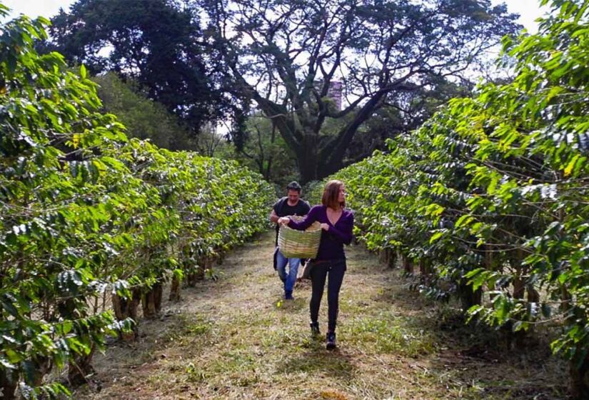 O cafezal do Instituto Biológico é o maior cafezal urbano do mundo - Foto: Arquivo Instituto Biológico