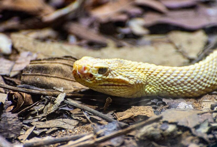 No Brasil, as cascavéis se encontram presentes em áreas abertas de todas as regiões do país, especialmente as mais secas, com campos abertos e com vegetação rasteira, como áreas do Cerrado e da Caatinga. Além disso, podem ser encontradas em certos tipos de plantação (como a de café e a de cana-de-açúcar), e em pastagens, como explica o Instituto Butantan. / Foto: Rodrigo Pivas/Gazeta de S.Paulo