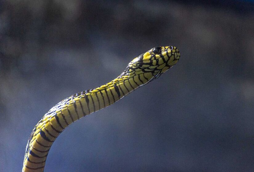 Há regiões com maior presença de cobra, sendo as com maior presença de mata. Em São paulo, a maioria das espécies fica na divisa com Mato Grosso do Sul, nas proximidades do Rio Paraná. Contudo, há regiões urbanas que também tem a presença das serpentes. "Periferia com transição da cidade para área de mata tem muita jararaca em são Paulo. Por exemplo, em Cotia, que é um lugar super populoso, Embu, Parelheiros, Alphaville, a região de Barueri, tem jararaca também" - (Rodrigo Pivas/Gazeta de S.Paulo)