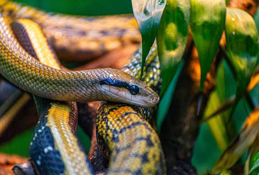 Somente 17% das serpentes têm veneno. Uma maneira para diferenciar as peçonhentas (venenosas) para as sem veneno está nas presas. As cobras não peçonhentas sequer possuindo as presas na boca - (Rodrigo Pivas/Gazeta de S.Paulo)