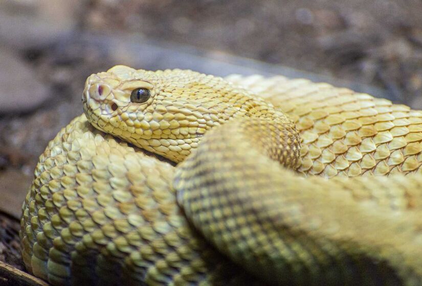 As duas espécies de cobras nativas mais perigosas são a cascavel e a jararaca. A cascavel é a que mais mata no Brasil. A cobra possui o veneno neurotóxico, que atinge o sistema nervoso, sendo o mais letal. São 20 mil acidentes por ano no País. A jararaca é a que mais pica, sendo responsáveis por 69,3% dos acidentes de cobras no Brasil. Com o veneno proteolítico, os sintomas são de inchaço, hemorragia no local da mordida, olhos ou gengiva - (Rodrigo Pivas/Gazeta de S.Paulo)