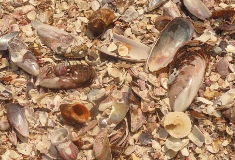 A calmaria das águas e a presença limitada de areia permitem que as conchas se acumulem e se preservem ao longo do tempo, criando uma paisagem encantadora. Foto: Monique Renne / Melhores Destinos