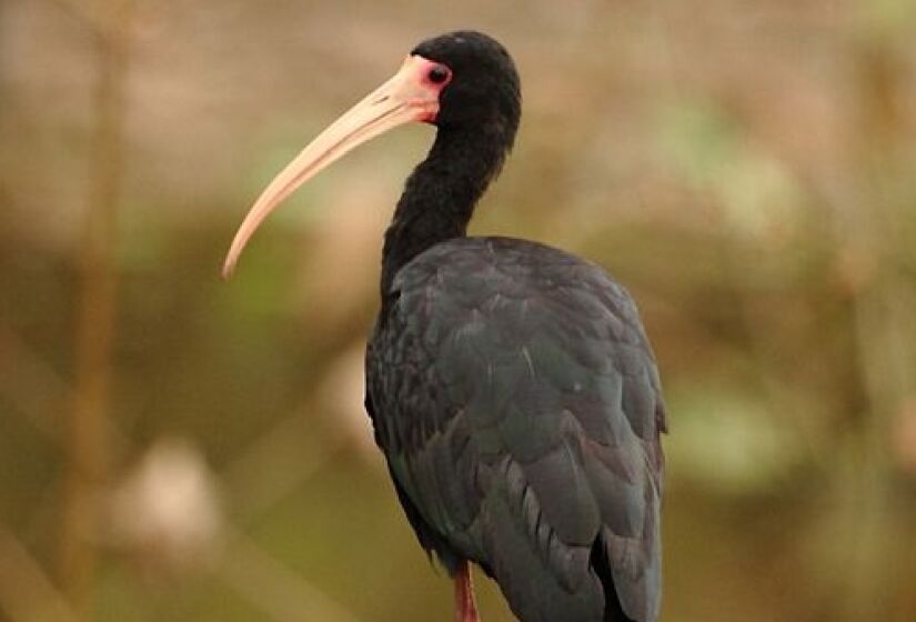 O também biólogo e guia de observação de aves, Miguel Malta Magro, que mora em Santo André, revelou que a ave também se espalhou pela cidade onde mora - (Murray Foubister/Wikimedia Commons)