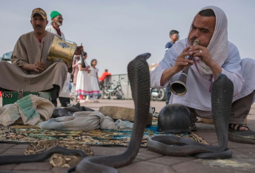 Muitos conhecem as najas pelos famosos encantadores de serpentes, que parecem hipnotizar essas criaturas com o som de uma flauta. No entanto, najas, como outras serpentes, não ouvem da forma como os humanos fazem, pois não possuem ouvido externo nem médio. / Foto: Unsplash