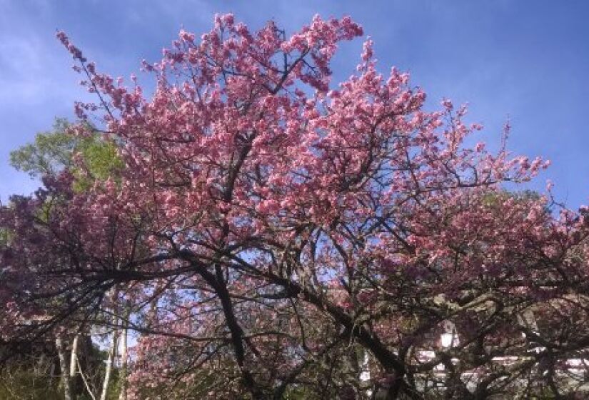 Fechando a lista, não é um lugar em específico, mas sim um evento que ocorre por toda a cidade. Durante a primavera, as cerejeiras florescem, atraindo visitantes para o Hanami, uma celebração da beleza efêmera das flores - (Reprodução)