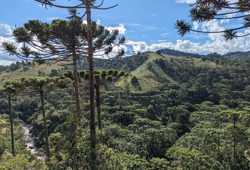 O Parque Estadual dos Mananciais de Campos do Jordão, também conhecido como Horto Florestal, é um dos pontos mais famosos da cidade, o principal para o ecoturismo. Ele fica em uma área protegida de Mata Atlântica e abriga opções importantes da fauna e flora nativas da região, como mais de 186 espécies de aves, e outros animais ameaçados de extinção, como a onça-parda e a jaguatirica - (Foto: Katia Yendo/Google Reviews)
