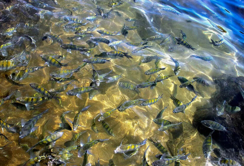 Cardume de peixes sargentinhos, típicos em Ilhabela. Foto: LucasZanetti / CC BY-SA 4.0