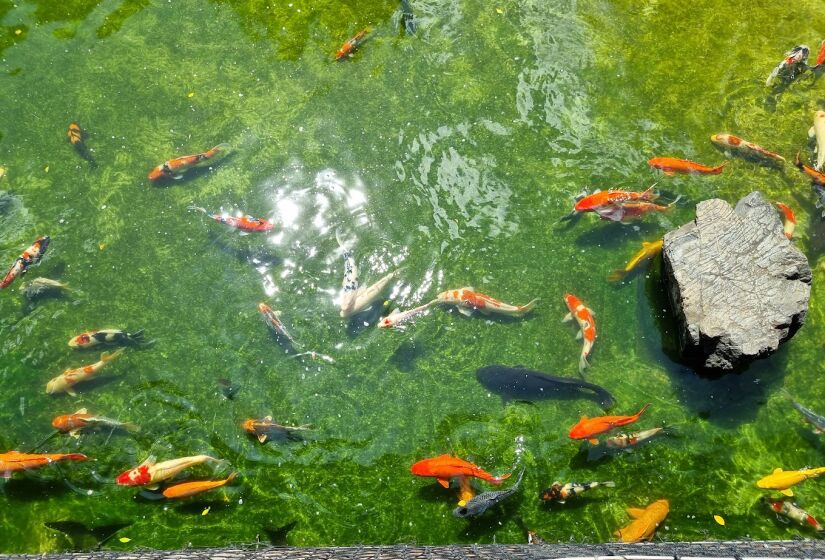 Um dos lugares mais visitados do local é o ultra tranquilo Lago das Carpas, que recebeu as primeiras carpas coloridas (nishikigoi) na década de 1970, por iniciativa da Associação Brasileira de Nishikigoi  com capacidade para cerca de 100 mil litros de água, abriga cerca de 320 carpas - (Ilsandra Lima/Google Reviews)