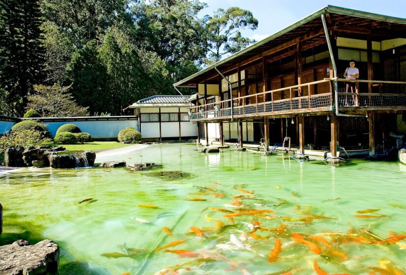 No espaço há uma pequena loja, que vende lembranças do local, objetos e artigos da cultura japonesa, além de um pacote de ração para alimentar as carpas do lago. Na parte da refeição, o pavilhão conta com um pequeno café, que oferece no cardápio boas opções de salgados, doces e bebidas - (Divulgação)