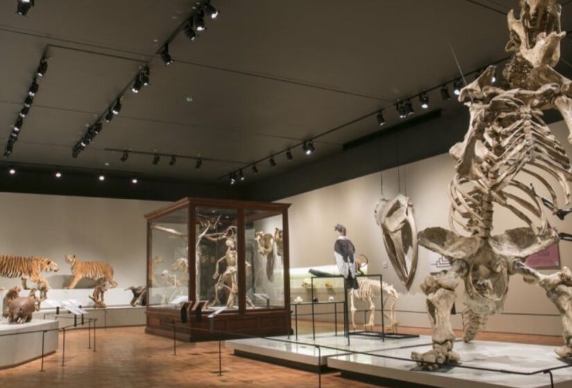 O Museu de Zoologia da Universidade de São Paulo (MZUSP), localizado no Ipiranga, São Paulo, é um dos principais centros de história natural da América Latina. Fundado no final do século XIX e vinculado à USP desde 1969, o museu possui uma coleção de mais de 8,5 milhões de espécimes de vertebrados e invertebrados. / Foto: Divulgação/Nanda Ferreira