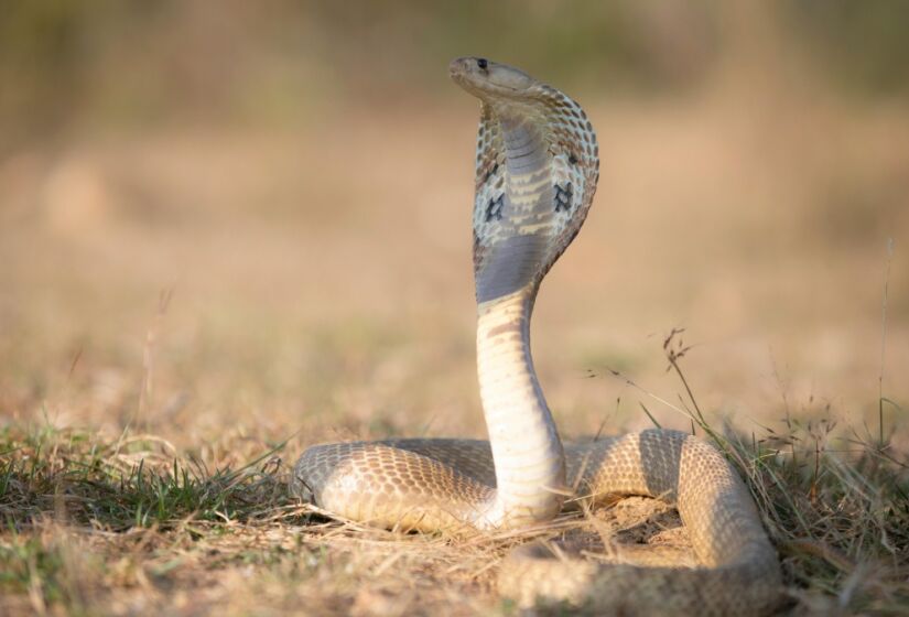 Esta serpente habita o sul da Ásia, em regiões que vão desde florestas tropicais a áreas semidesérticas em países como China, Índia, Tailândia e Vietnã. / Foto: Pexels