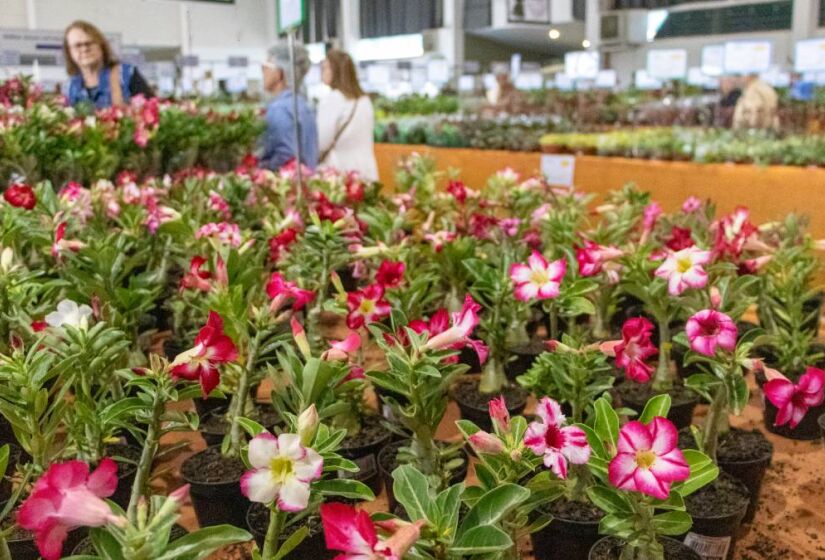 Durante o festival, visitantes podem comprar mudas de flores. Foto: Divulgação/Expoflora