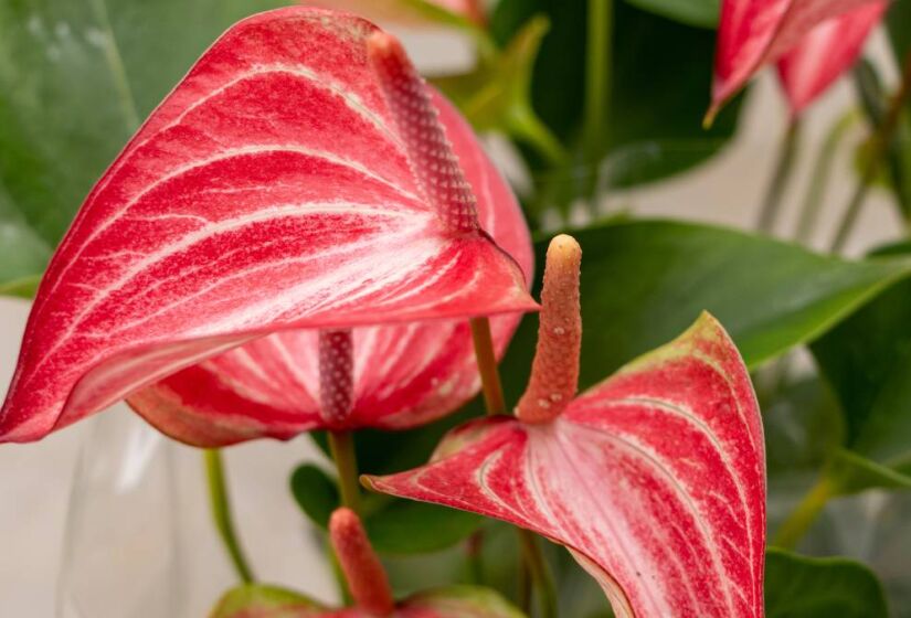 Todos os anos, diversas 'novas' flores são 'lançadas' no festival; esta é Antúrio Livium Red. Foto: Divulgação/Expoflora