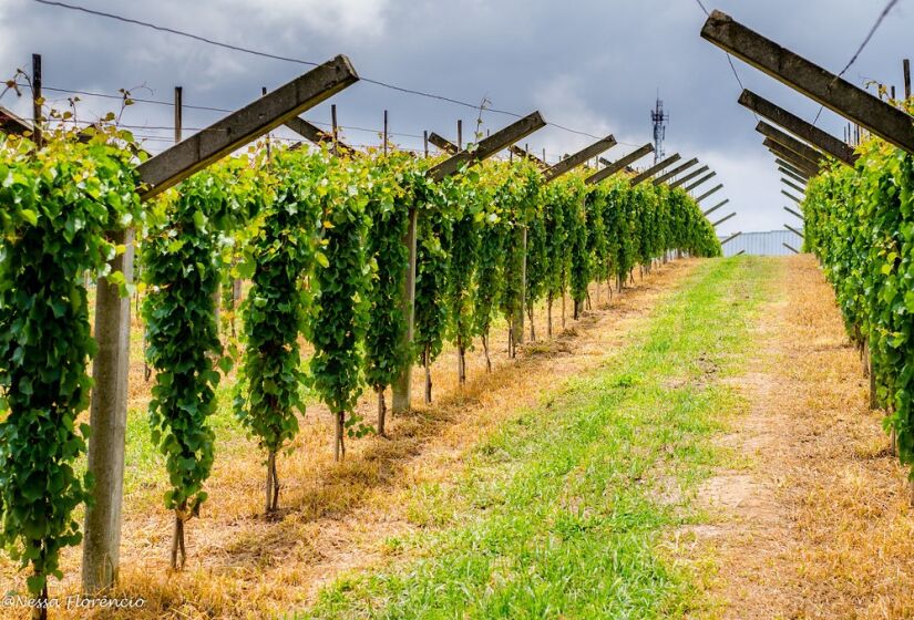 O principal atrativo de São Roque é o Roteiro do Vinho, que oferece uma imersão no universo da viticultura através de adegas, vinícolas e centros de lazer. Vinícula Goes em São Roque / Foto: Nêssa Florêncio / Flickr