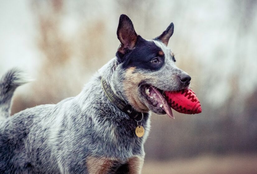 O Australian Cattle Dog é também conhecido no Brasil como Boiadeiro Australiano ou blue heeler e é uma raça muito peculiar. Forte, inteligente, resistente e extremamente leal aos seus humanos. Sua criação teve início no XIX na Austrália, como o próprio nome diz. Foto: Depositphotos