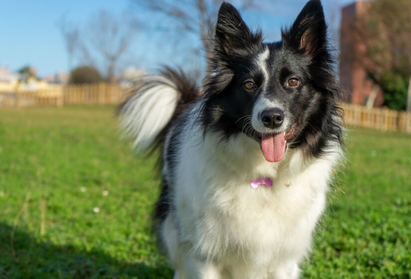 A raça Border Collie, antigamente, era perfeita para o pastoreio nas regiões montanhosas da Grã-Bretanha, se movimentando facilmente por mais de 50 quilômetros em um terreno irregular e até mesmo no frio durante um só dia. Foto: Freepik