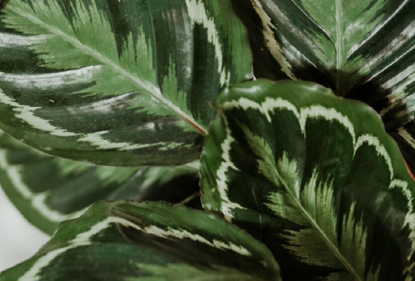 Calathea/ Foto: Unsplash