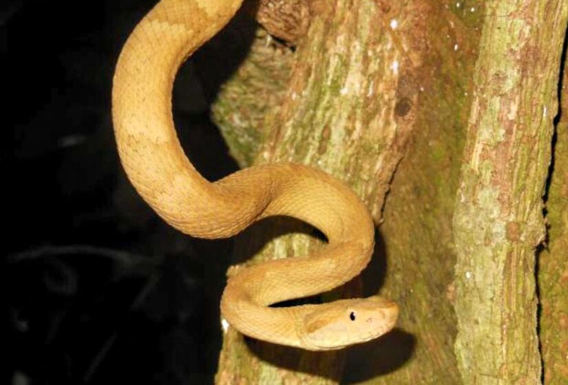 Além disso, o local é o único habitat da jararaca-ilhoa (Bothrops insularis), espécie considerada uma das cobras mais perigosas no Brasil. Na Ilha das Cobras há cerca de 45 serpentes por hectare - (Fabiano Andrade/Instituto Butantan)
