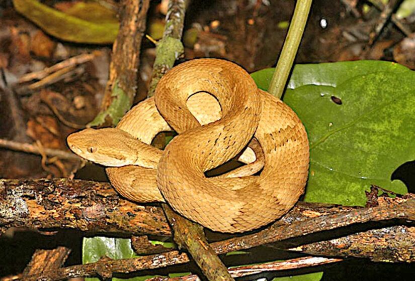 Há poucos roedores e outras presas, que são o alimento principal da jararaca-ilhoa (Bothrops insularis), na ilha. Com isso, o veneno da espécie no local acabou ficando mais forte. A espécie, além disso, está ameaçada de extinção - (Otávio Marques/Instituto Butantan)