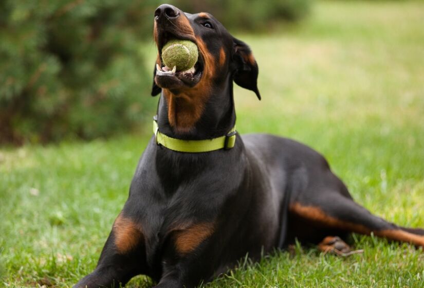 Criado na Alemanha no século XIX, o doberman era bastante utilizado como cão de guarda. Imponente, ele tem uma aparência elegante e costuma ser um cachorro esbelto e musculoso. Foto: Freepik