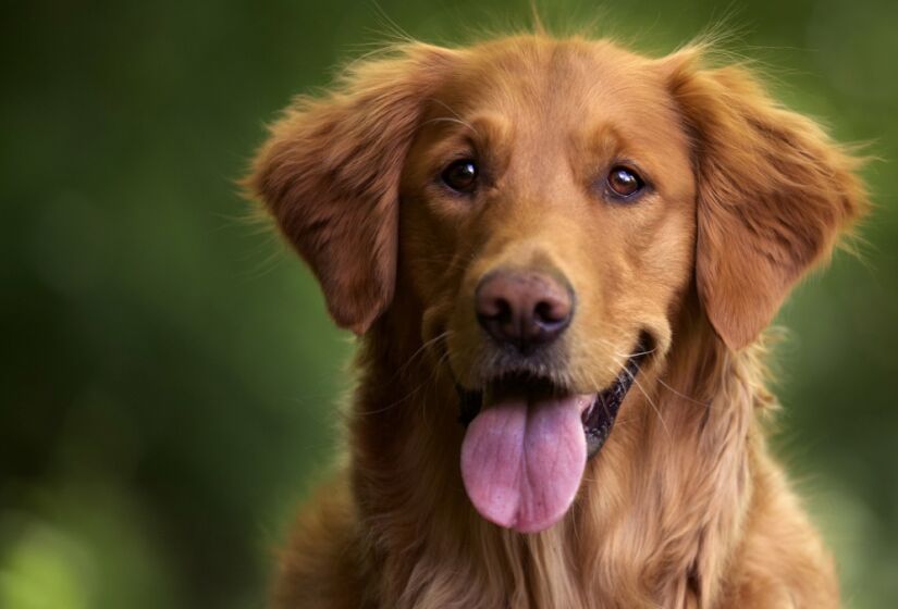 De origem britânica, conhecido por ser muito dócil e companheiro, o Golden Retriever é considerado por muitos o "cão dos sonhos". Foto: Freepik