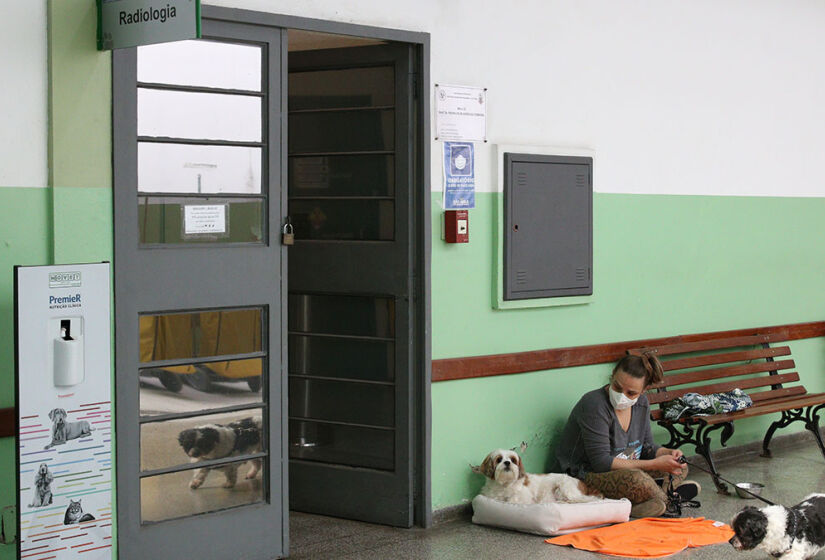 As unidades também realizam cirurgias, exames laboratoriais e internação para cães e gatos - Foto: Rovena Rosa / Agência Brasil