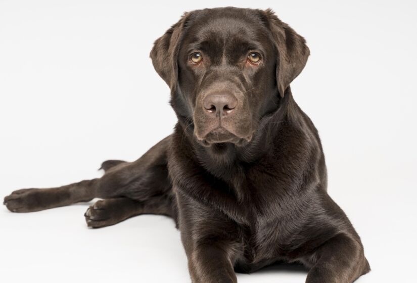 Criado no século XIX no Canadá, o retriever do labrador (ou labrador retriever) é um dos cachorros mais populares do mundo. Sempre muito amável, amistoso e obediente, ele se destaca hoje em dia como um excelente cachorro da família, mas décadas atrás, era bastante utilizado como "cão de pesca". Foto: Freepik