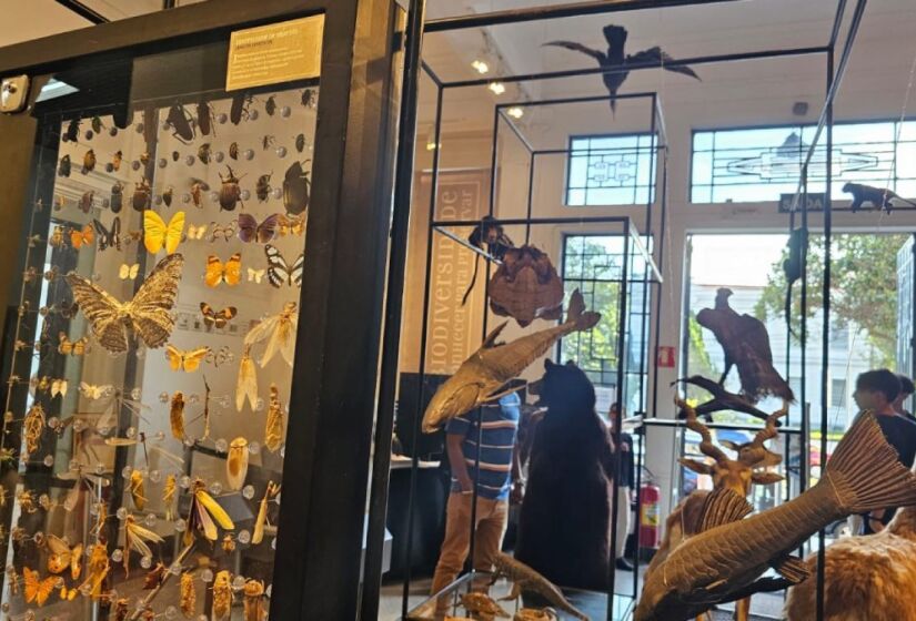 No museu é possivel explorar desde dinossauros até insetos. Foto: Divulgação 