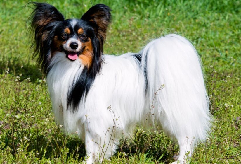 Criado no século XVII, provavelmente na Espanha, o Pequeno Spaniel Continental foi reproduzido a partir da redução do tamanho dos Spaniels mais populares da época. A raça, que era usada como cão de colo pela nobreza espanhola e francesa, pode ser encontrada em duas variedades: Phalene e Papillon. Foto: Depositphotos