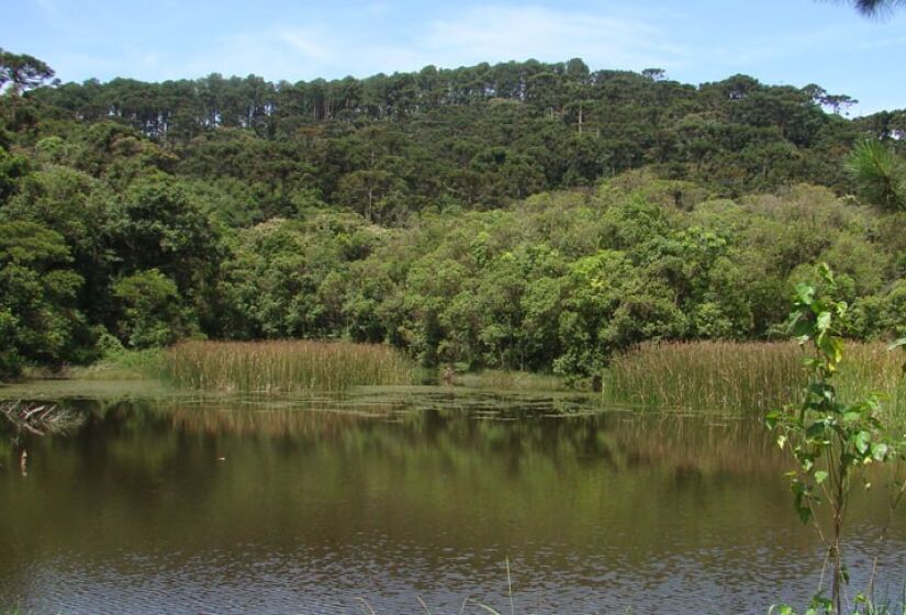 Criado em 1963, o espaço possui uma área de 7.916,52 hectares, dividido em quatro núcleos, que abrangem os municípios de São Paulo, Guarulhos, Mairiporã e Caieiras - (Divulgação/SEMIL)
