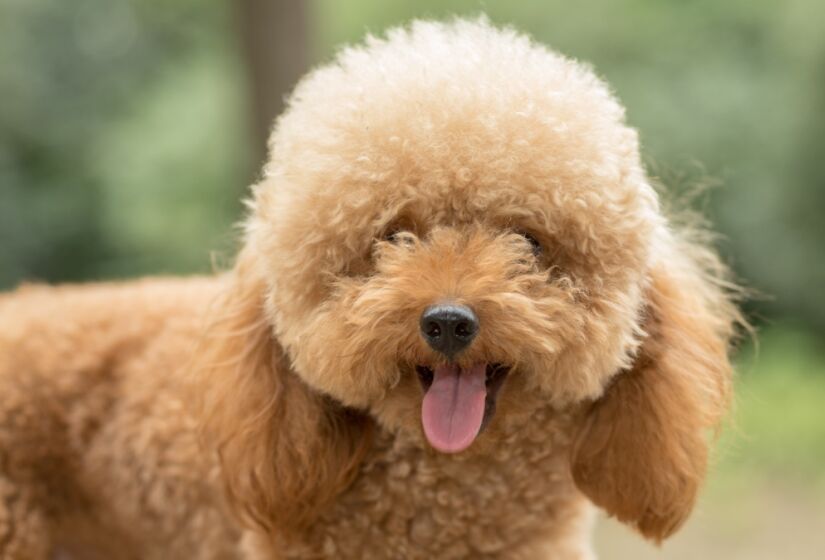 Uma das raças mais conhecidas no mundo todo, o Poodle possui diversas características que faz com sejam amados por todos, principalmente pela sua inteligência. Ele está em segundo lugar no ranking de Staley Coren. Foto: Freepik