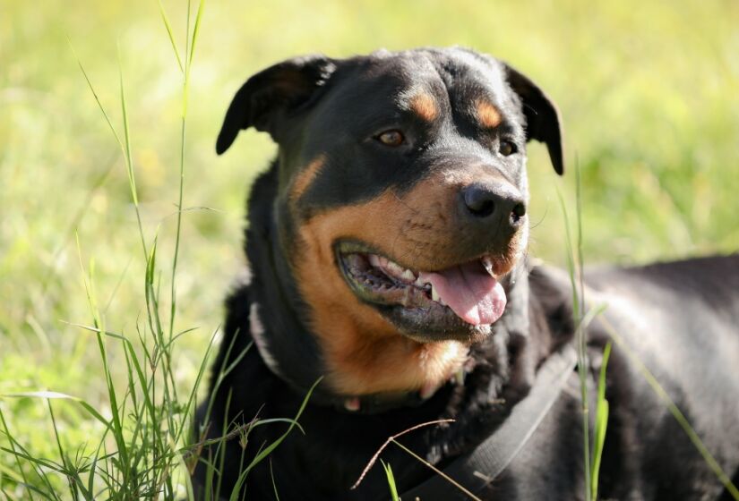 Eles são grandes, fortes e apesar da cara de mau são cães muito amorosos e extremamente apegados aos seus humanos. Trata-se de uma raça muito antiga, afinal os antecessores dos Rottweilers acompanhavam as legiões romanas pelos longos caminhos que percorriam. Foto: Freepik