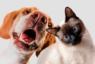Nova lei prevê pena de dois a cinco anos de prisão, além de multa e perda da guarda do animal