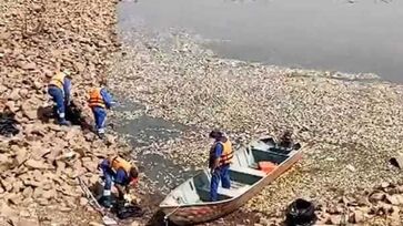 Especialistas suspeitam que floração de algas matou 500 kg de peixes na Represa Billings