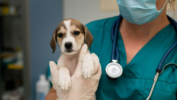 Na cidade de São Paulo há quatro hospitais veterinários públicos