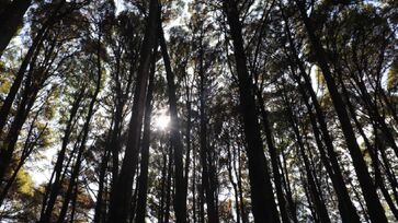 Parque Estadual Alberto Löfgren  Horto Florestal recebe música, esporte, sustentabilidade e lazer neste fim de semana