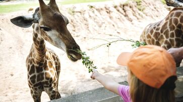 Zoológico de São Paulo abriga cerca de 1.500 animais 