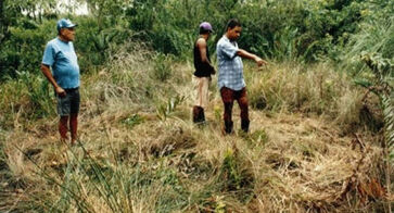 Pescadores apontam, na vegetação, as marcas que a suposta nave teria deixado