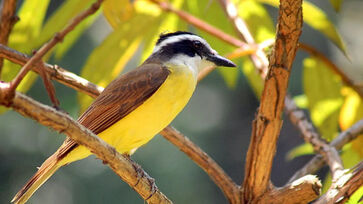 Bem-te-vi é uma das aves mais conhecidas dentre aquelas com capacidade de cantar seus próprios nomes