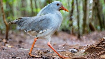 Kagu é conhecido por seu canto que lembra latido de cachorro