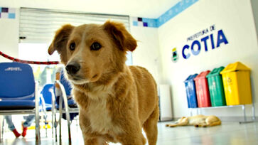 Cotia abre primeiro Hospital Municipal Veterinário que oferece serviços especializados e gratuitos