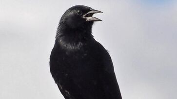 O pássaro-preto, também conhecido como graúna e outros nomes regionais, é uma ave da família Icteridae, famosa por seu canto melodioso. Ele mede entre 21,5 e 25,5 cm e pesa até 90,3 g, sendo todo preto. 