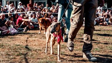 Inscrições para a CãoMinhada terminam na próxima sexta (22/11)